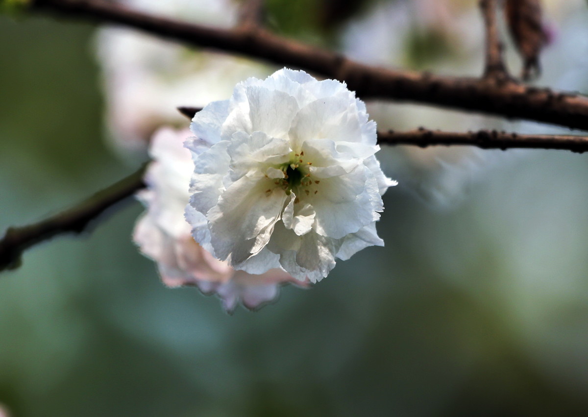 白樱花