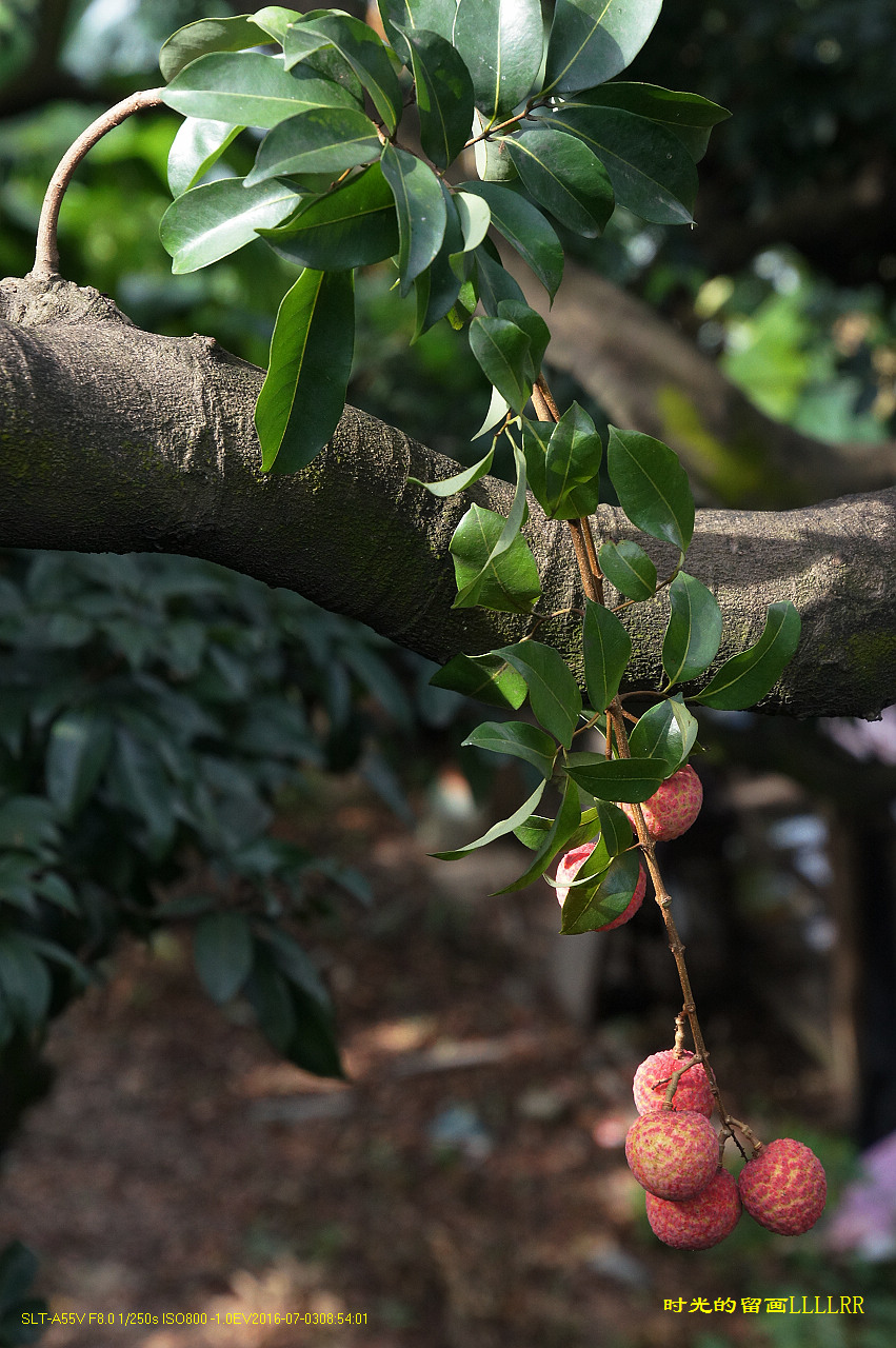 树上的荔枝