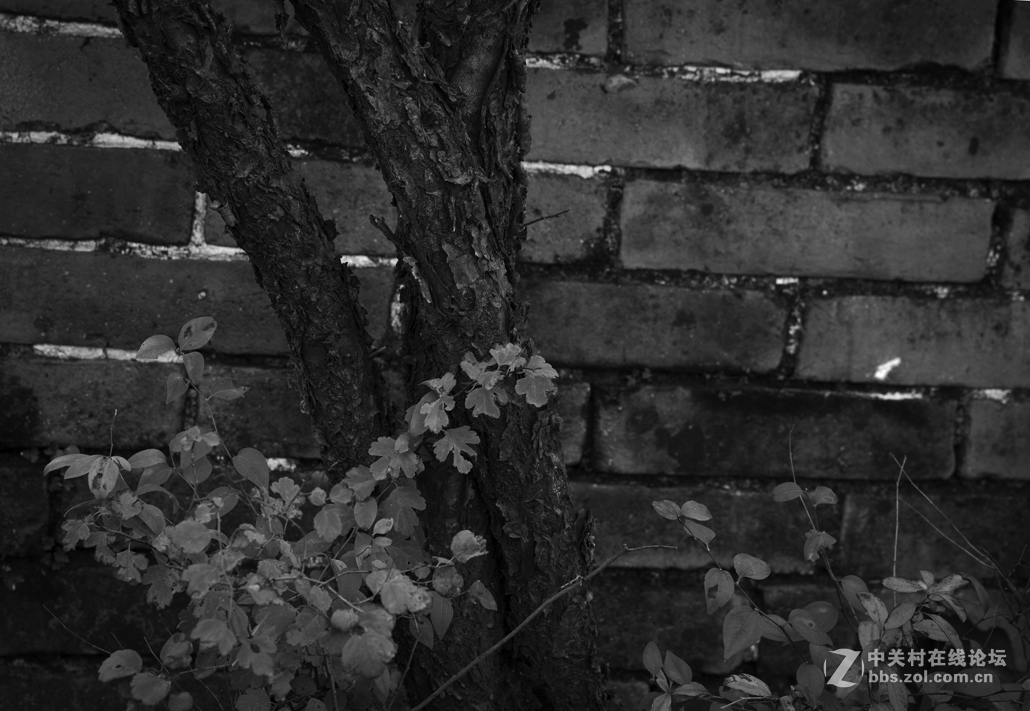 令人心生爱怜的箭扣长城