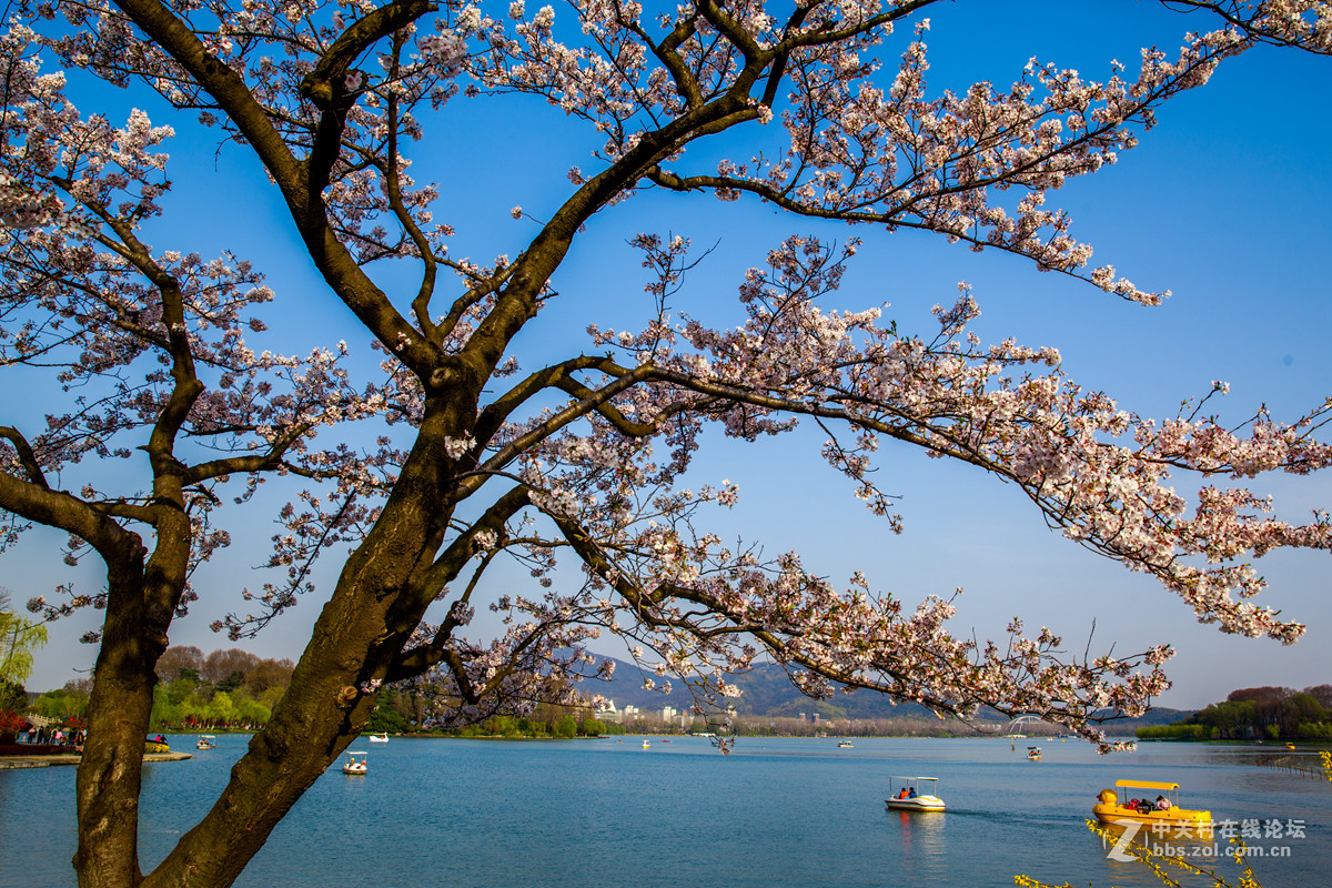 樱来樱往花依旧，岁去岁增情更浓