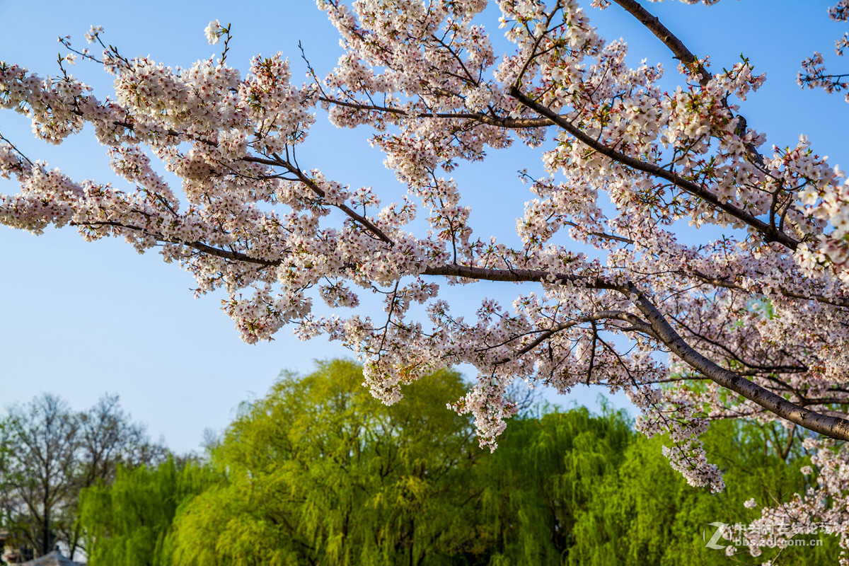 樱来樱往花依旧，岁去岁增情更浓