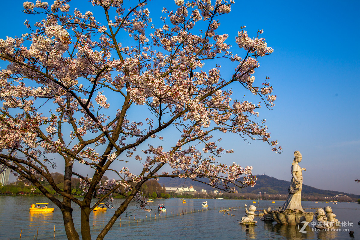 樱来樱往花依旧，岁去岁增情更浓