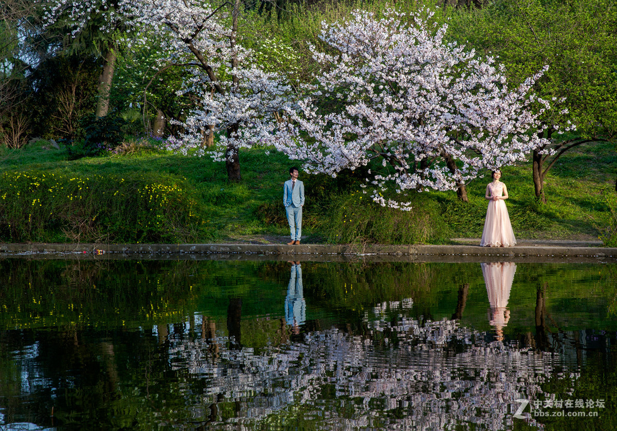 樱来樱往花依旧，岁去岁增情更浓