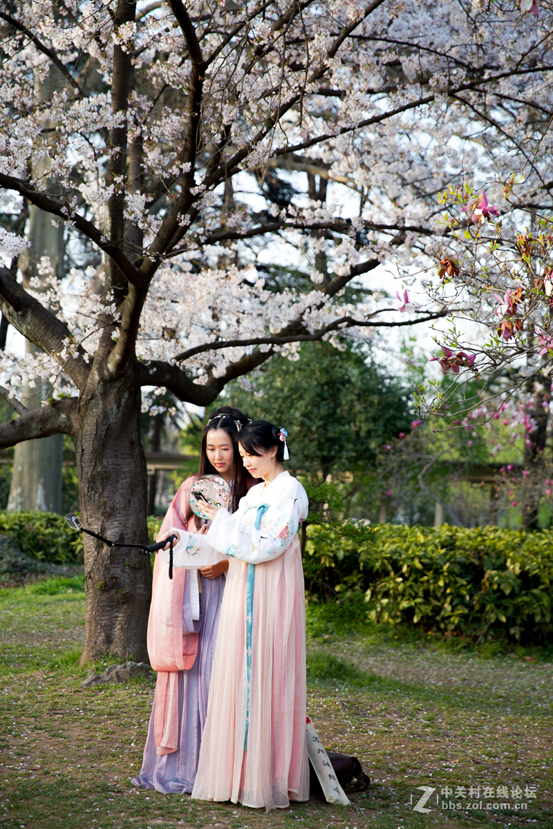 樱来樱往花依旧，岁去岁增情更浓