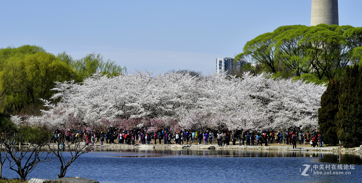 櫻花時節香滿園拍於北京玉淵潭公園櫻花節