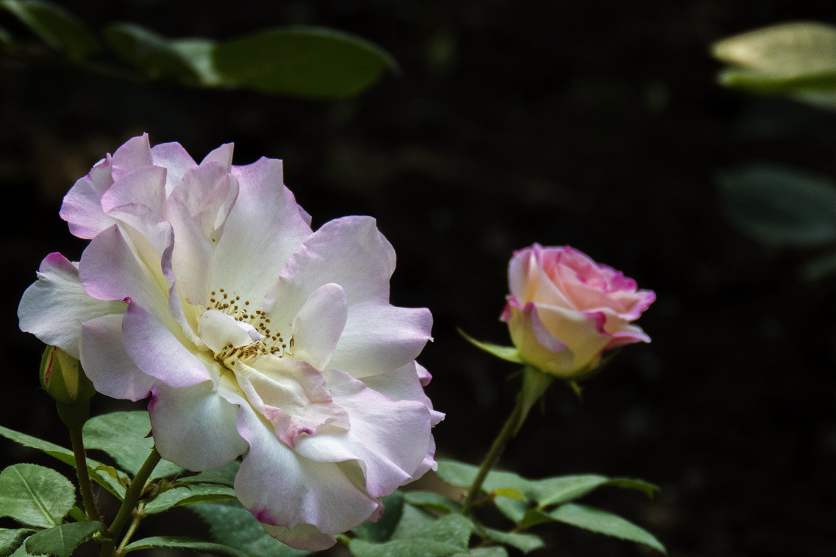 天津的市花月季