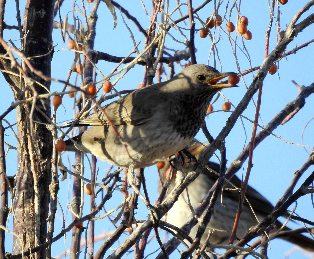 春节期间引领北京朋友在塔里木河与车尔臣河下游的生态猎奇（一）
