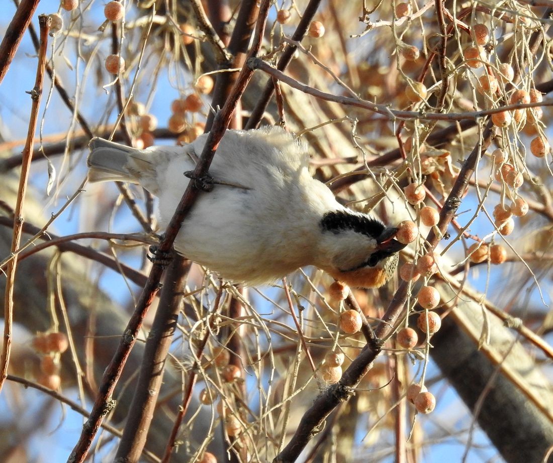 春节期间引领北京朋友在塔里木河与车尔臣河下游的生态猎奇（一）