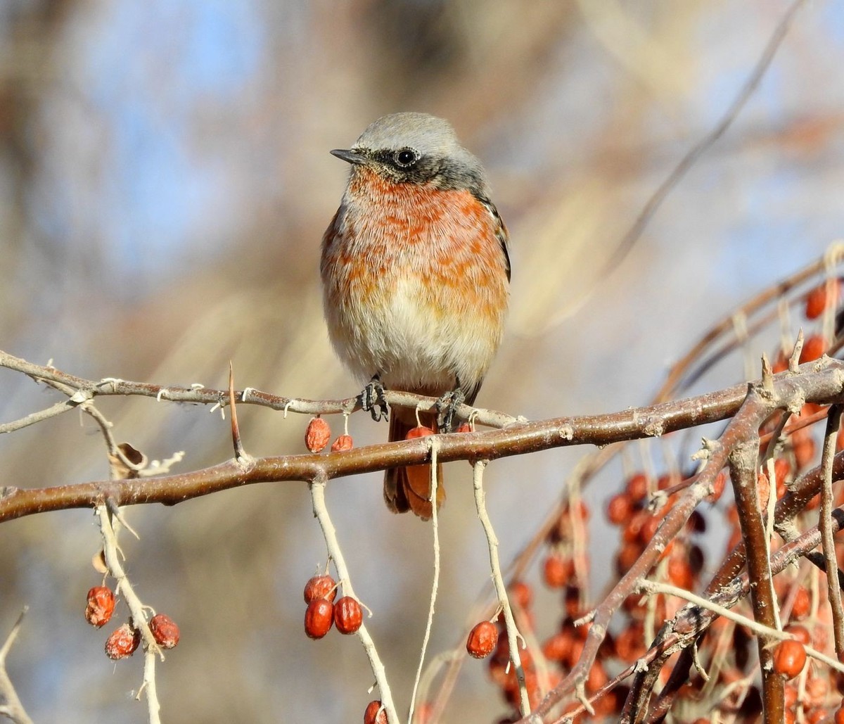春节期间引领北京朋友在塔里木河与车尔臣河下游的生态猎奇（二）