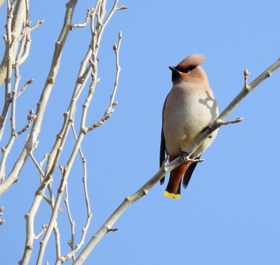 春节期间引领北京朋友在塔里木河与车尔臣河下游的生态猎奇（二）