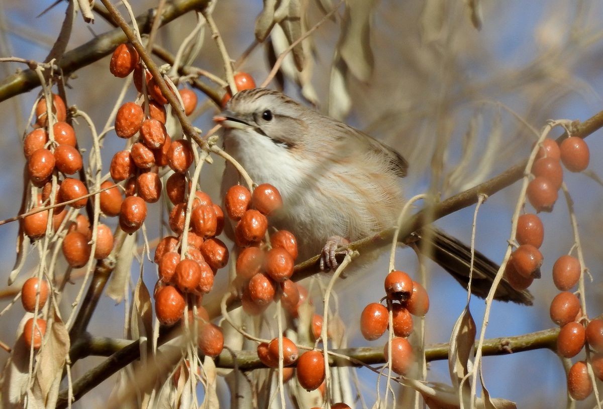 春节期间引领北京朋友在塔里木河与车尔臣河下游的生态猎奇（二）