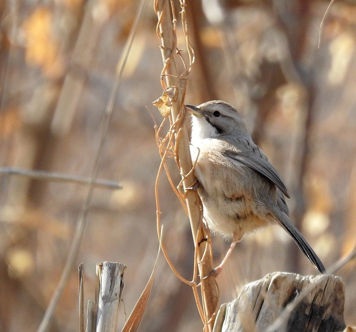 春节期间引领北京朋友在塔里木河与车尔臣河下游的生态猎奇（二）