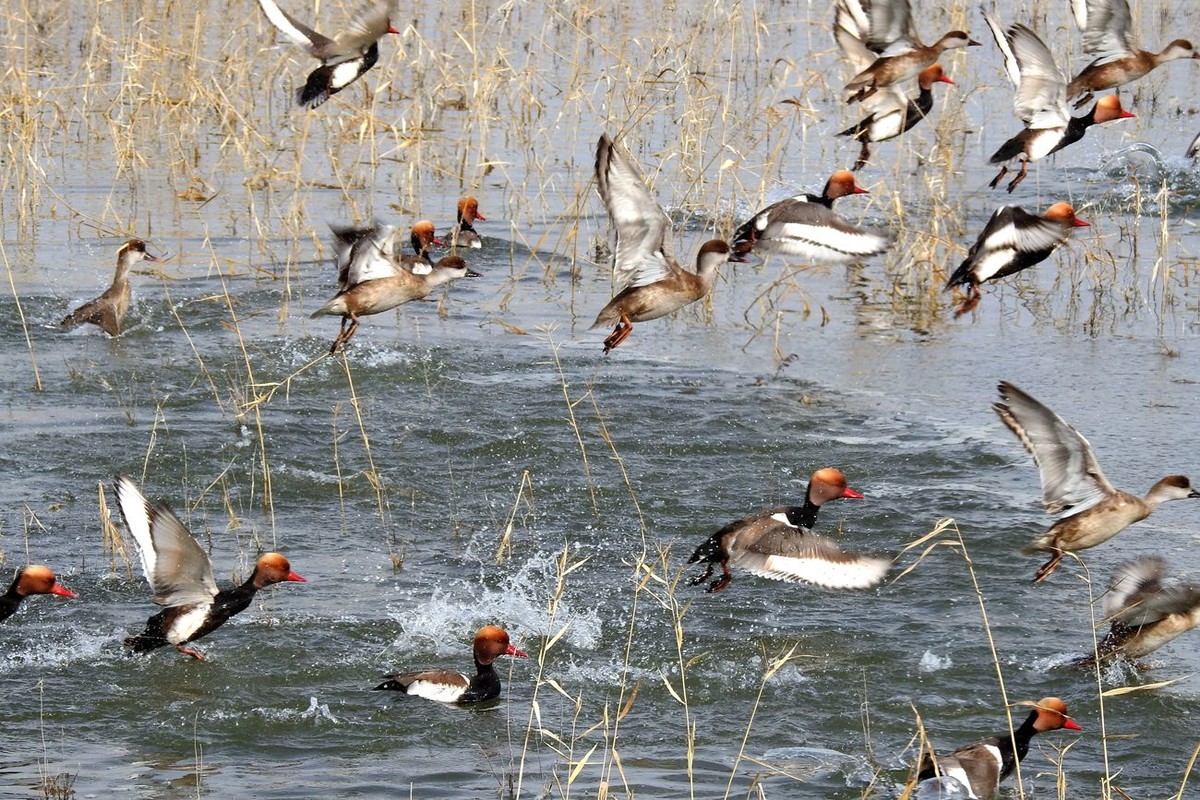 春节期间引领北京朋友在塔里木河与车尔臣河下游的生态猎奇（三）
