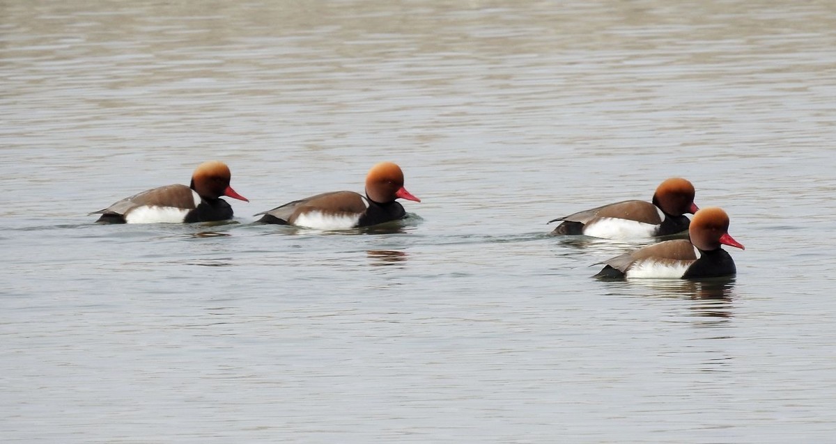 春节期间引领北京朋友在塔里木河与车尔臣河下游的生态猎奇（三）