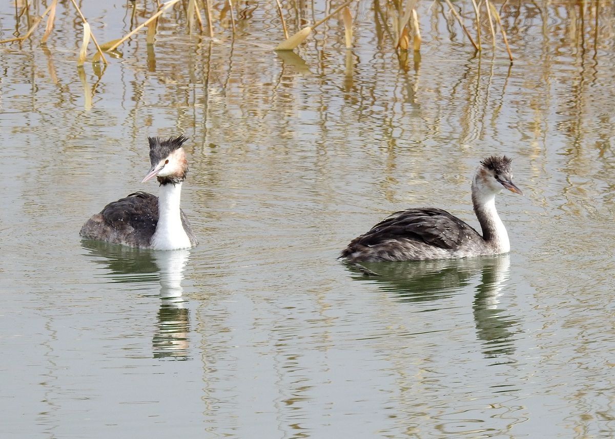 春节期间引领北京朋友在塔里木河与车尔臣河下游的生态猎奇（三）
