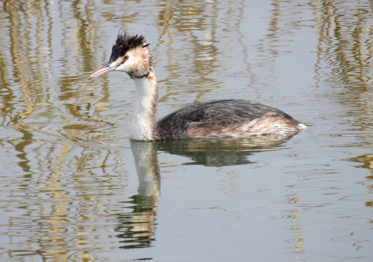 春节期间引领北京朋友在塔里木河与车尔臣河下游的生态猎奇（三）