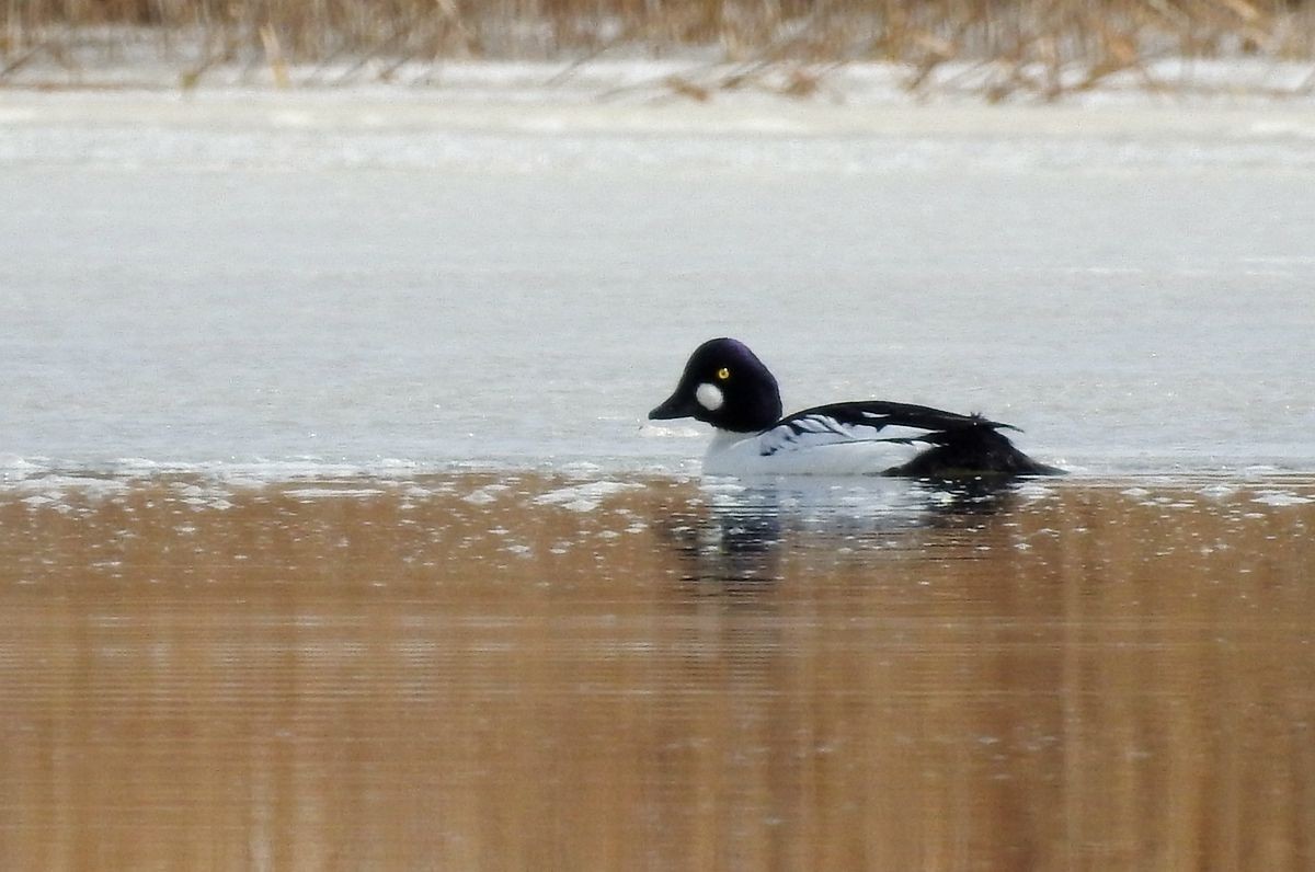 春节期间引领北京朋友在塔里木河与车尔臣河下游的生态猎奇（三）