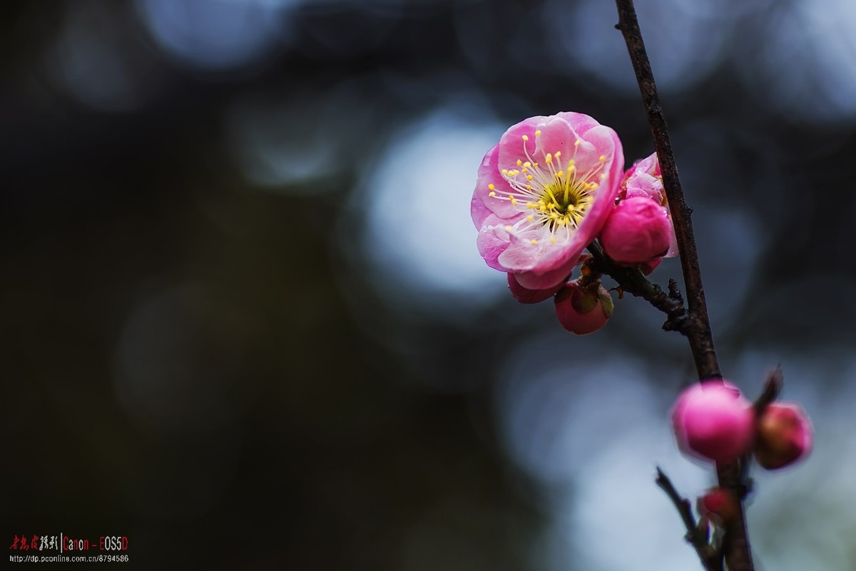 雨中梅