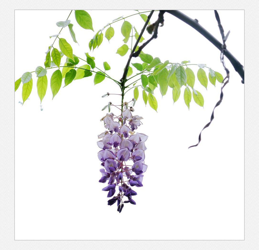 紫藤花