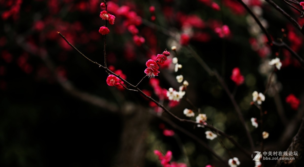 梅语