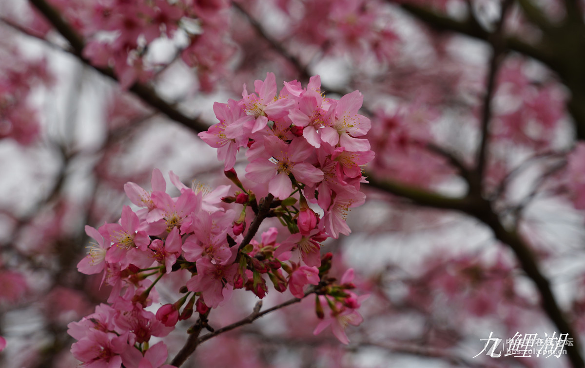 樱花一绚丽多姿敬请师友指导谢谢