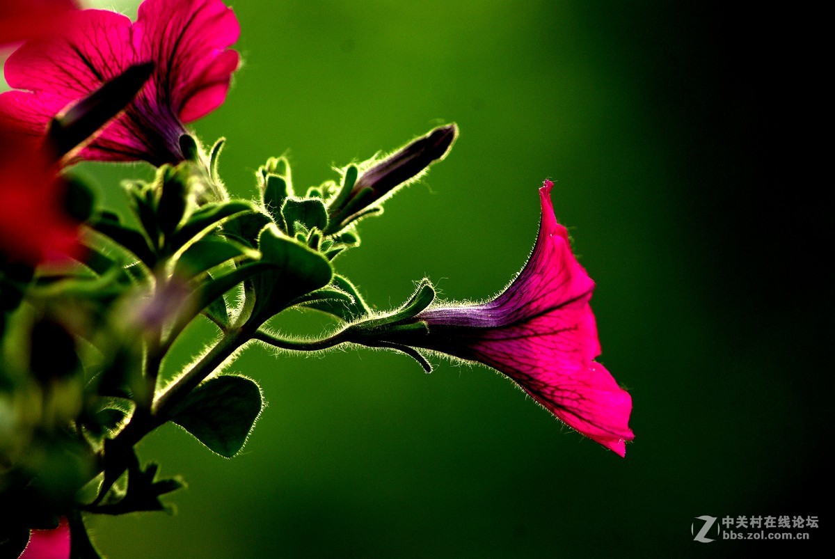 牵牛花