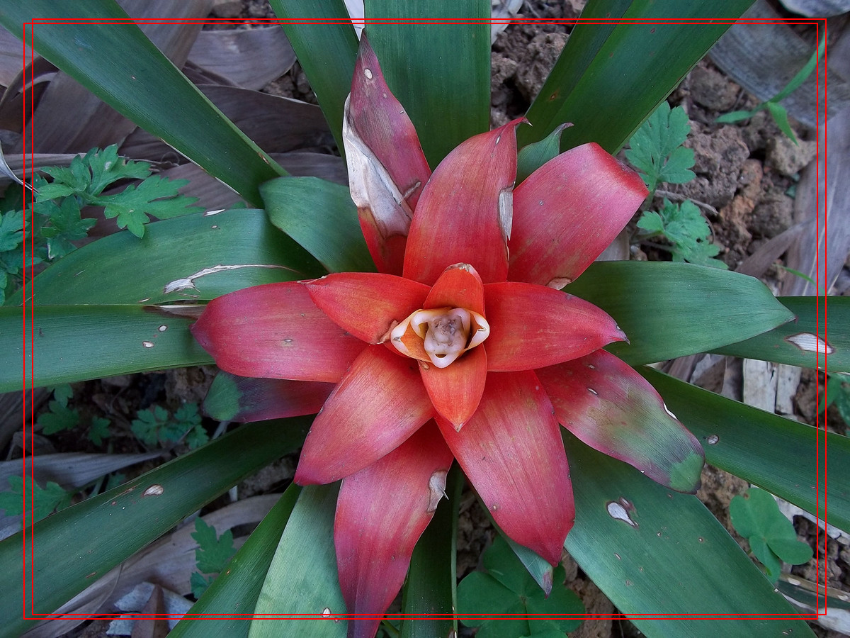 阴天下的花儿（原片压缩加框）