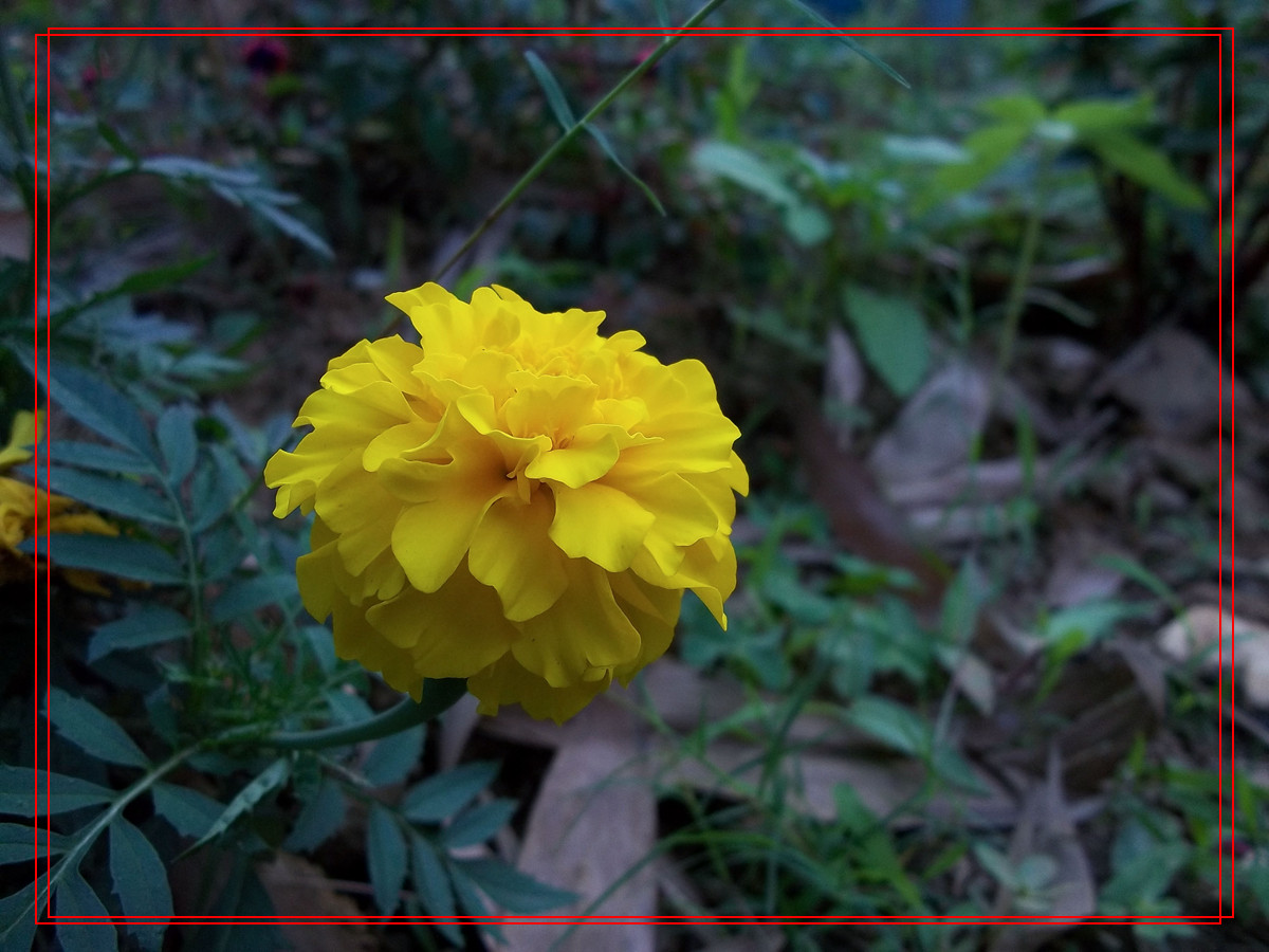 阴天下的花儿（原片压缩加框）