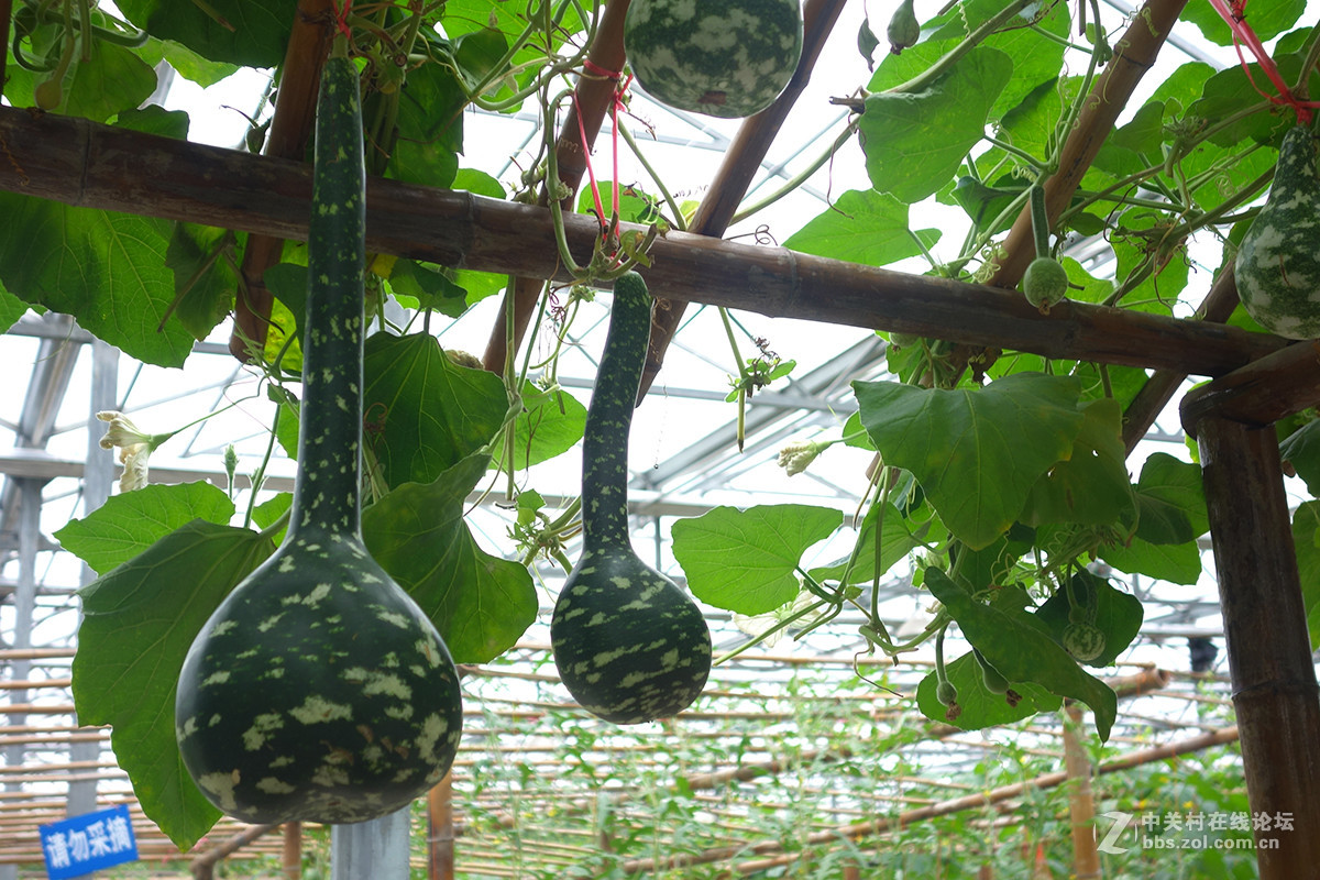 走进华西村——农业生态园