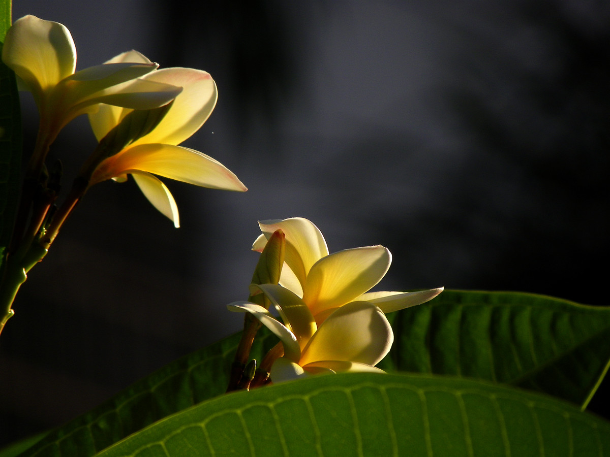 夕照鸡蛋花