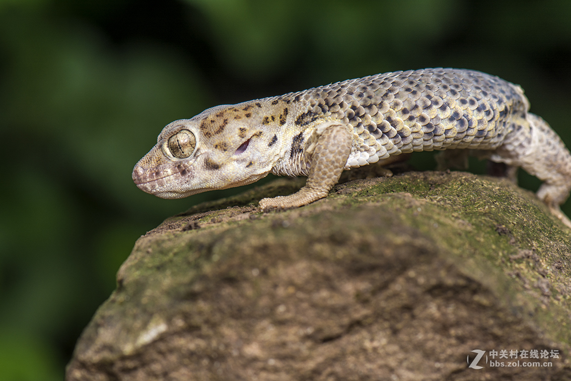 蛙眼守宫(蛙眼守宫多少钱)