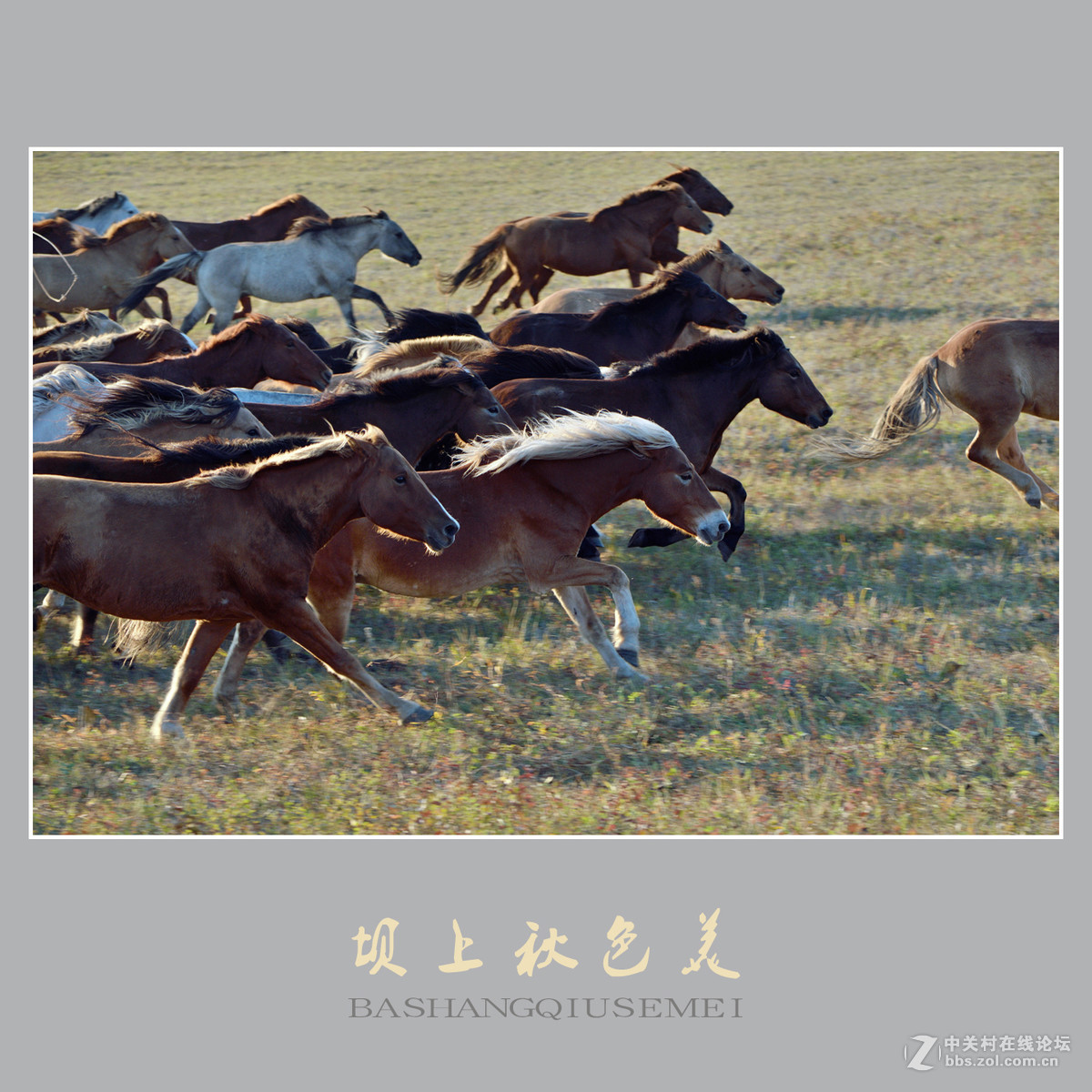 坝上秋色美    （尼康D810配27-70mm镜头）