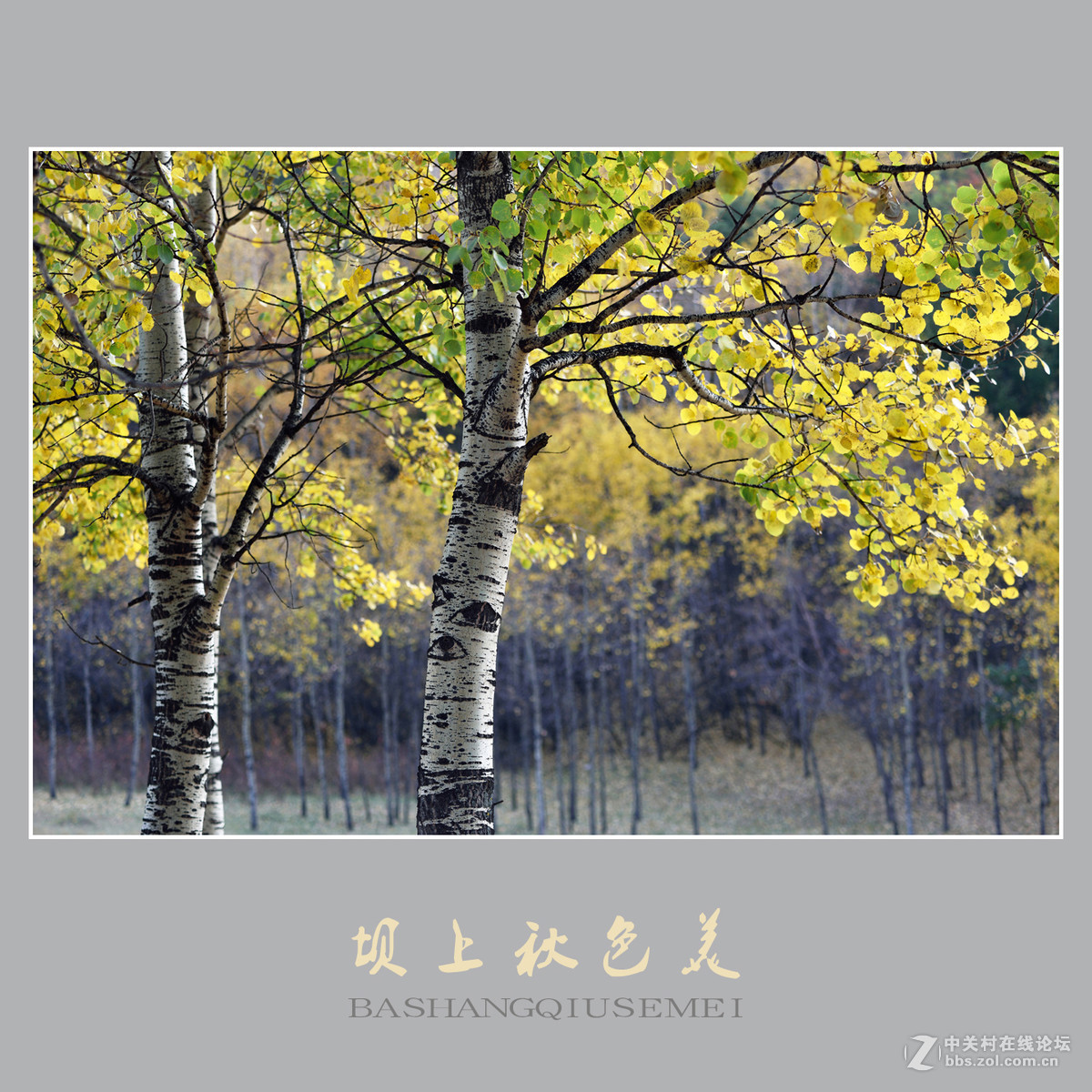 坝上秋色美    （尼康D810配27-70mm镜头）