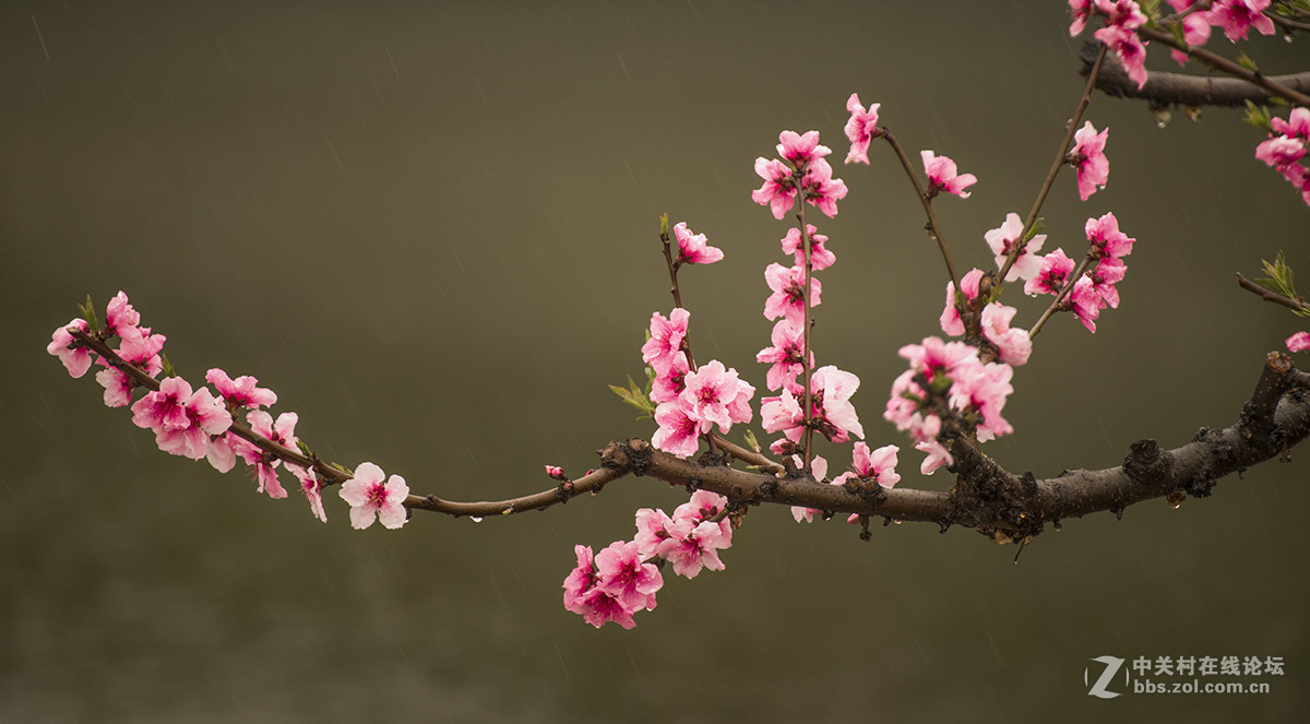 雨中桃花
