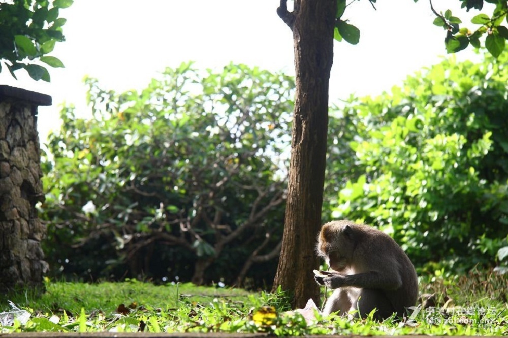 花都港龙拍摄  猴山观猴