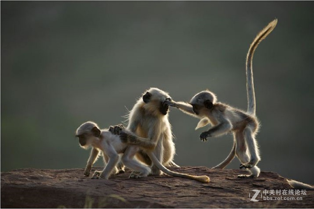 花都港龙拍摄  猴山观猴