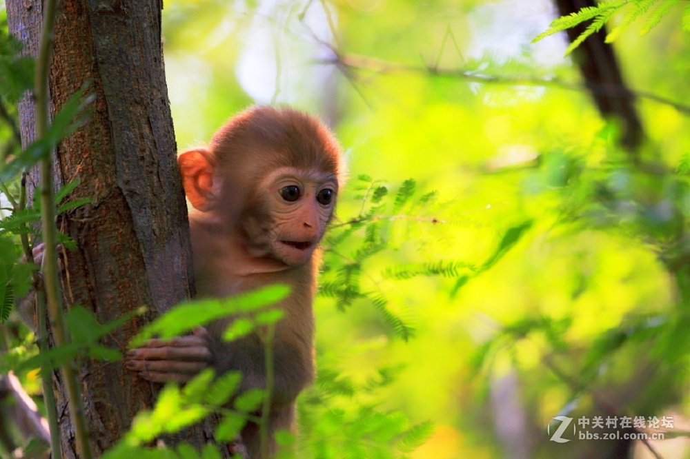 花都港龙拍摄  猴山观猴