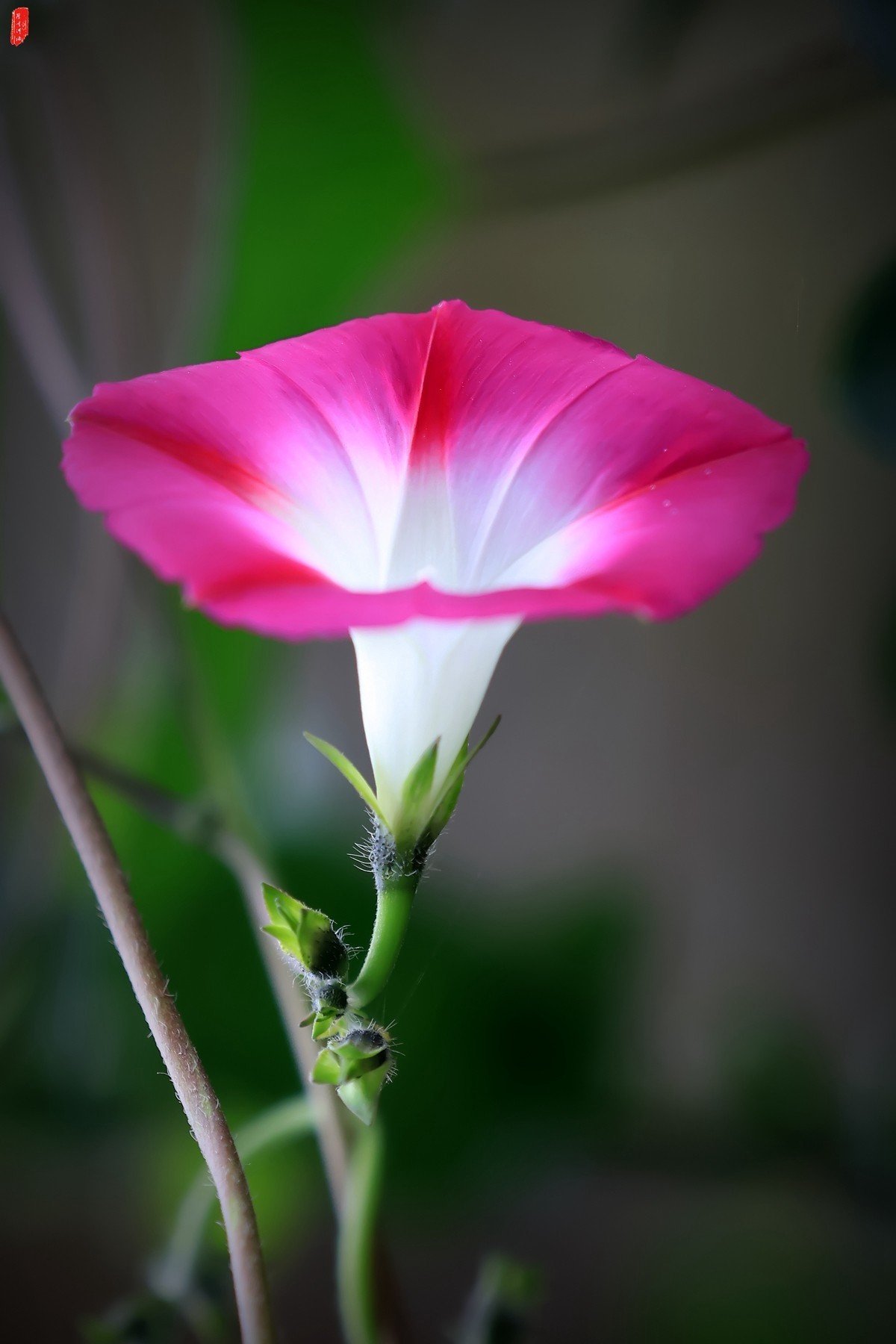 微距作品牵牛花简介篇1