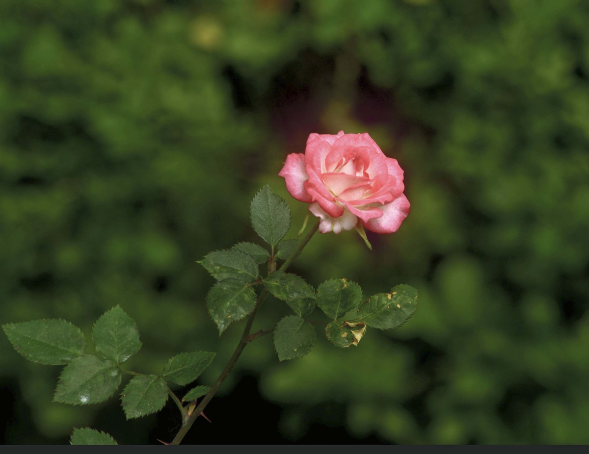 梅桂花随拍（三）