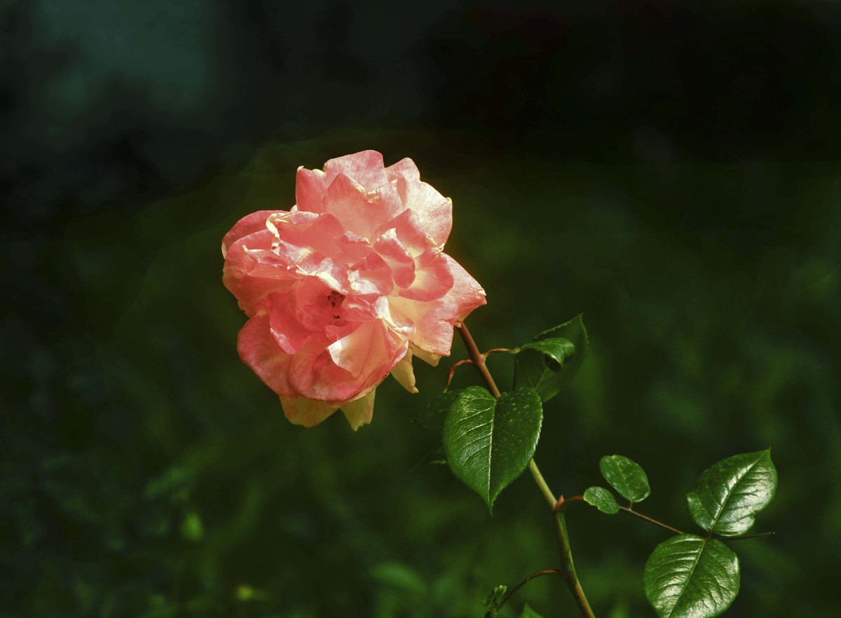 梅桂花随拍（三）