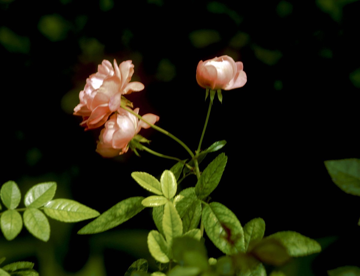 梅桂花随拍（三）