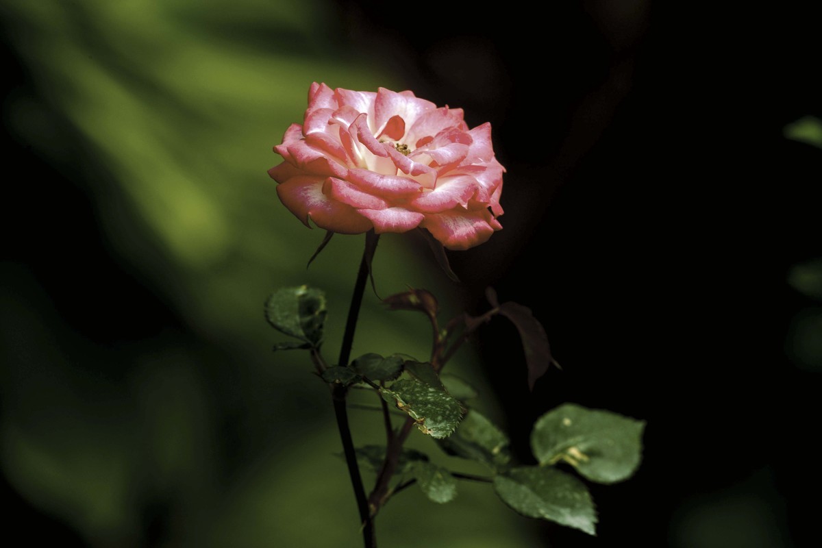 梅桂花随拍（三）