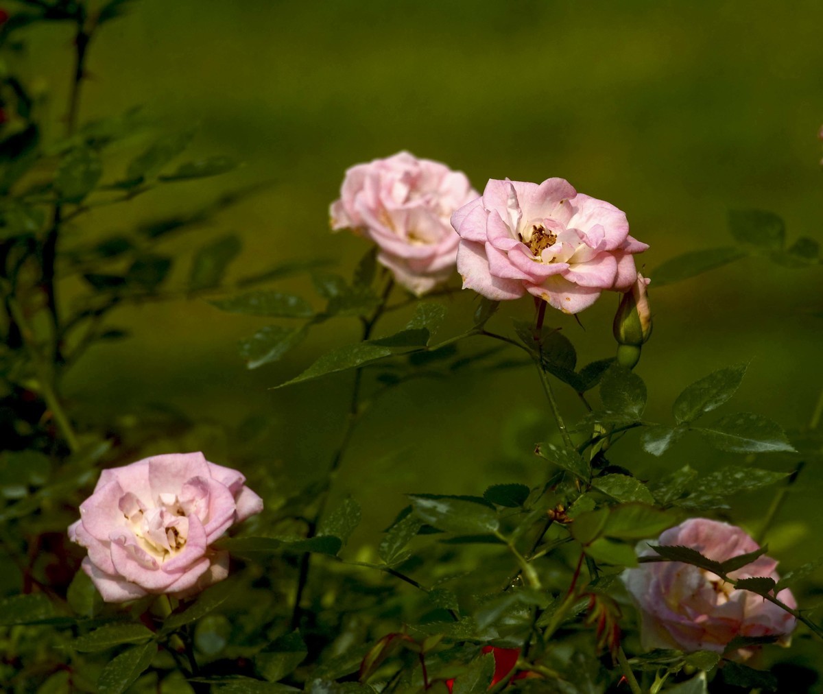 梅桂花随拍（三）
