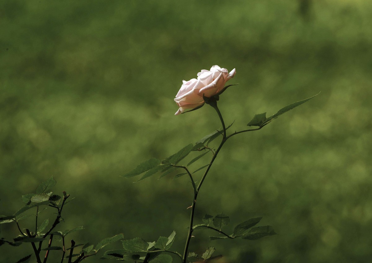 梅桂花随拍（三）