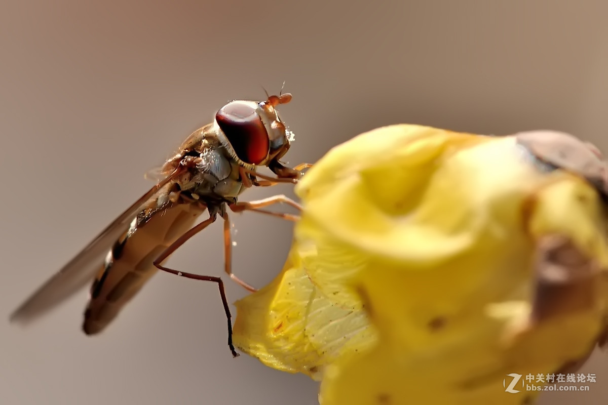 食蚜蝇辞旧小蜜蜂闹春