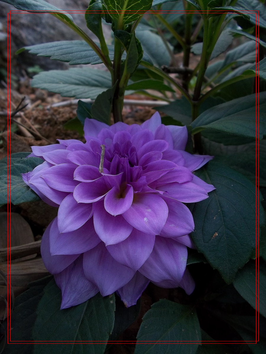 阴天下的花儿（原片压缩加框）