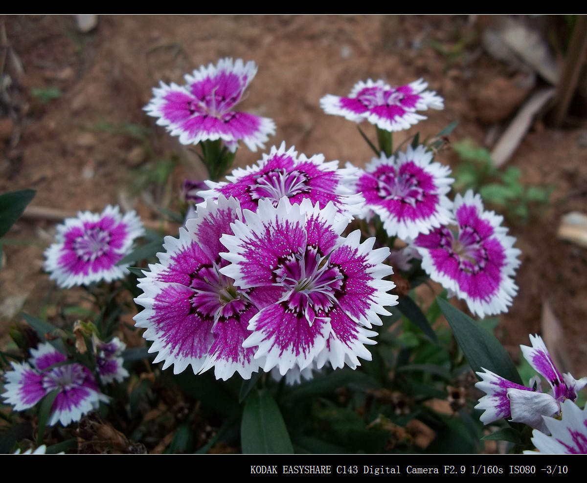 阴天下的花儿（原片压缩加框）