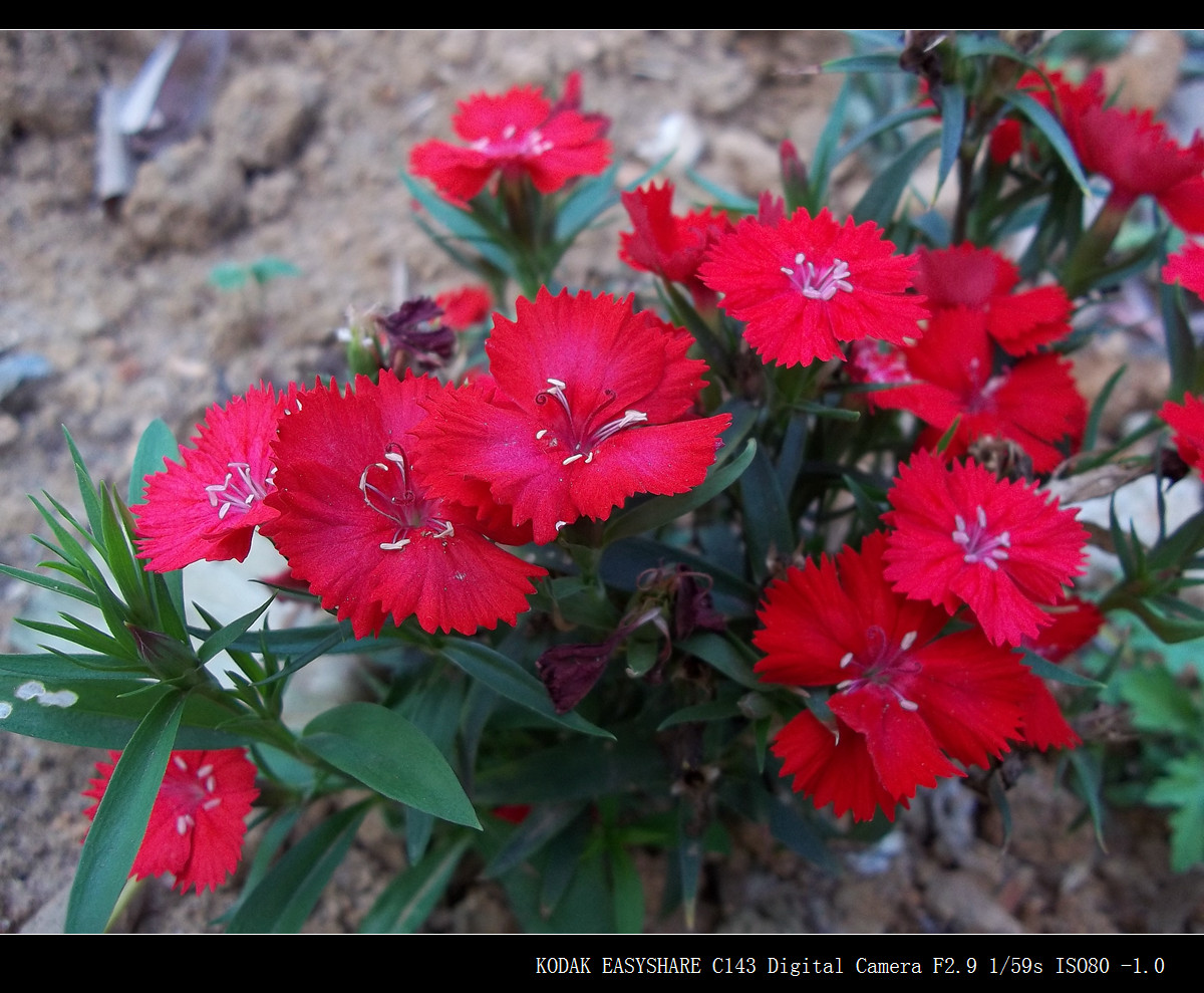 阴天下的花儿（原片压缩加框）
