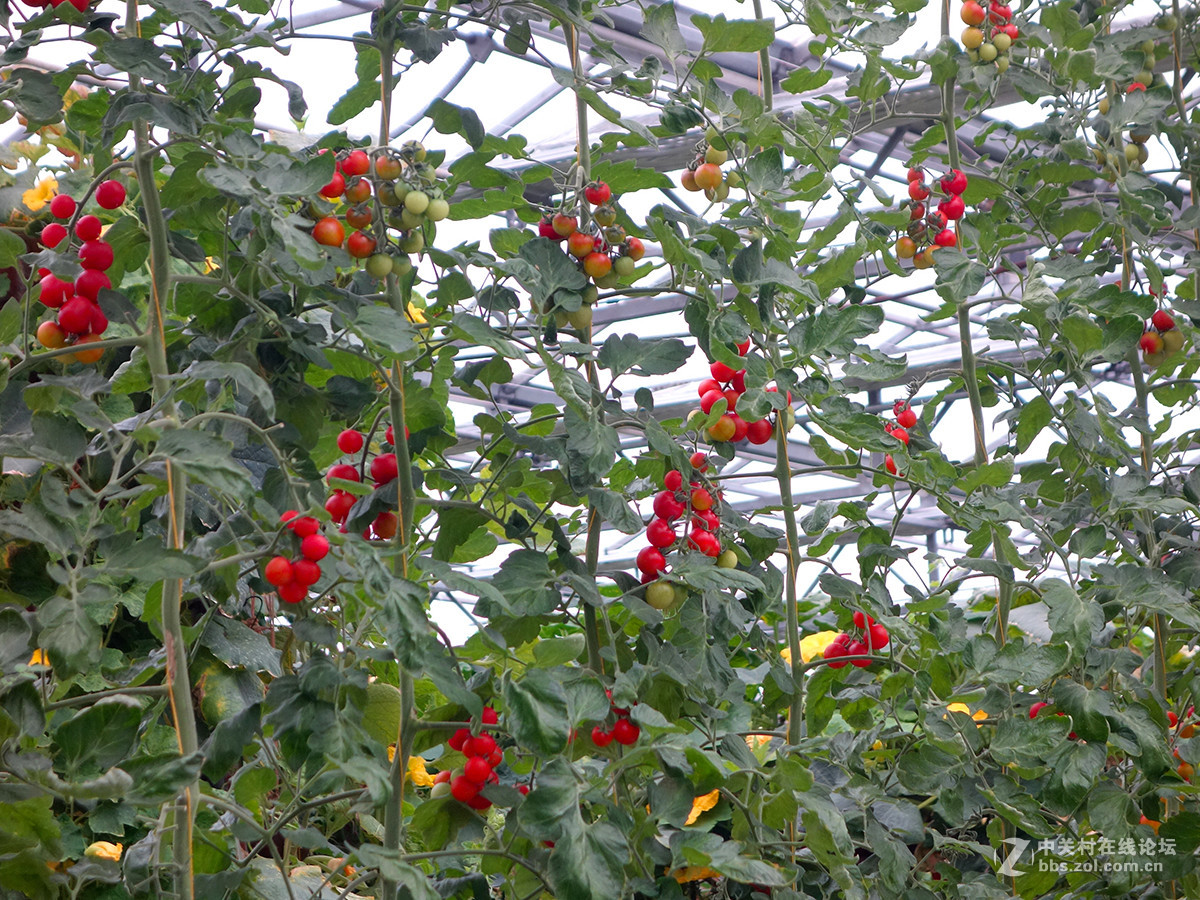 走进华西村——农业生态园