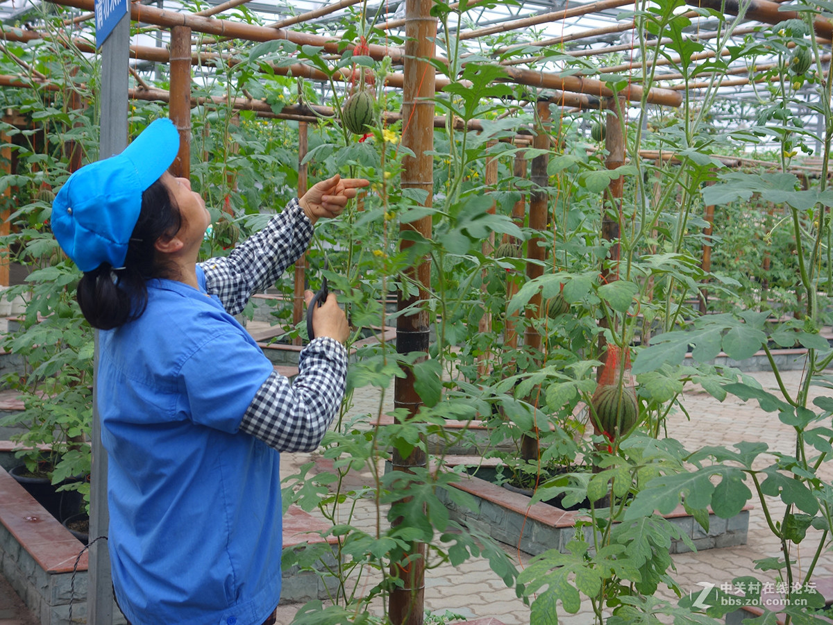 走进华西村——农业生态园